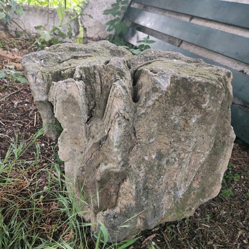 Fossilized tree trunk like new, large size