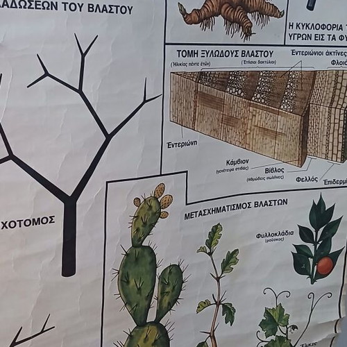 Vintage Botanical School Chart used, 75 cm