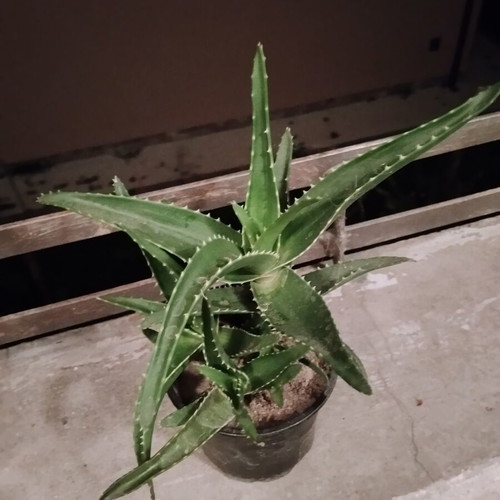Φυτό σε γλάστρα Aloe vera και Aloe arborescens με πολλαπλά βλαστάρια