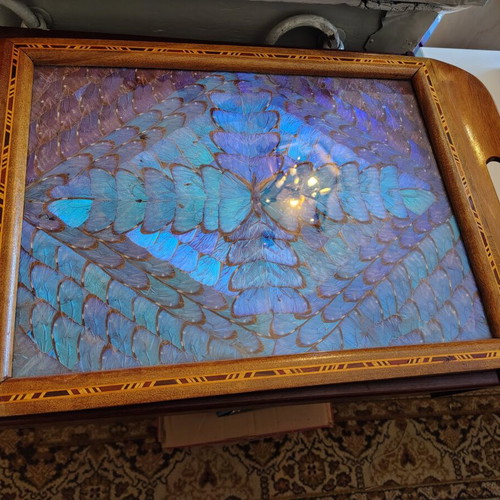 Serving tray 1950s with Morpho butterflies, used