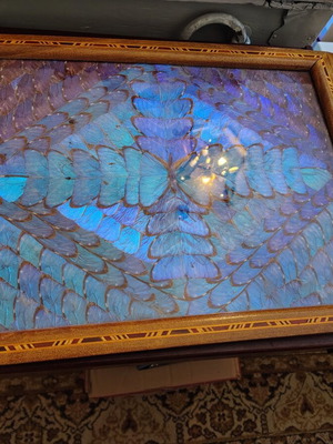 Serving tray 1950s with Morpho butterflies, used