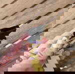  περιλαιμιο σκυλου xsmall