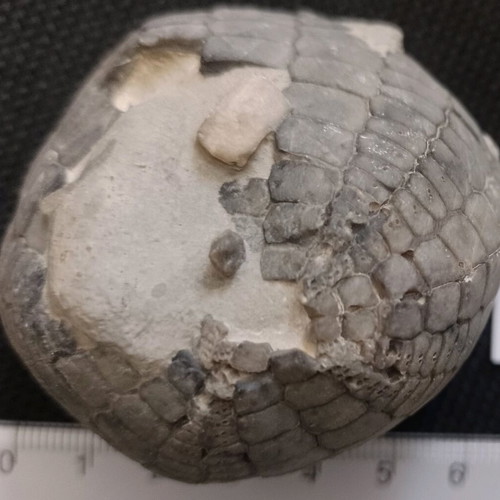 Sea urchin fossil used, from Bulgaria