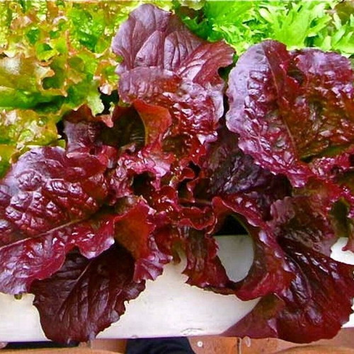 Red Salad Bowl lettuce seeds like new