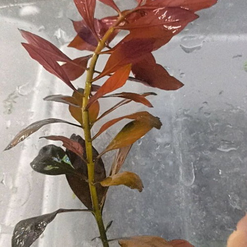 Aquarium plant pack new for easy setup