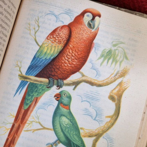 Zoology used, first edition 1950 by Panagiotis G. Tsilithras
