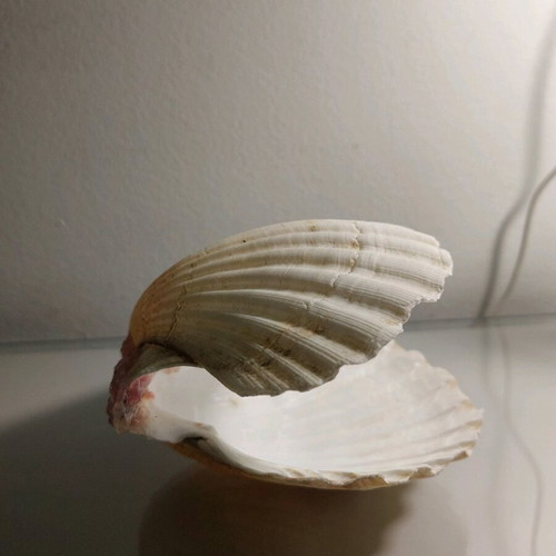 Decorative shell new, handmade with real shell