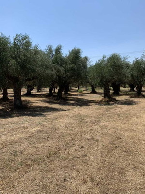 Agricultural land with olive trees, 7,500 m², sea view, Evia