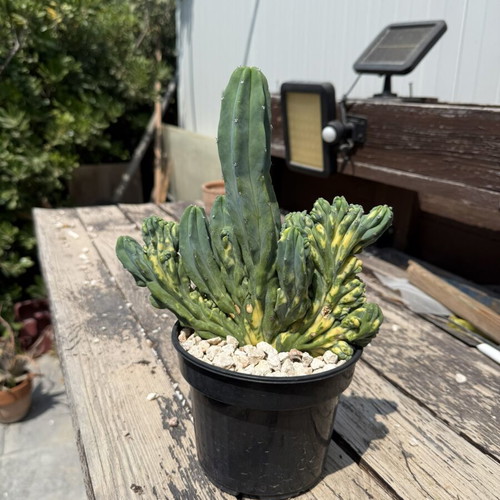 Variegated Monstrose Myrtillocactus new collector's cactus