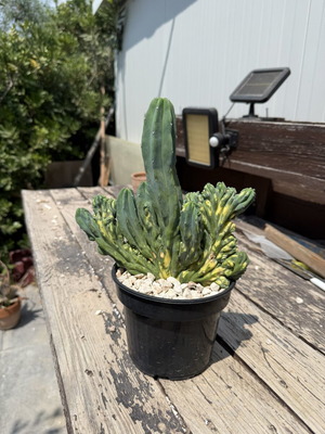 Variegated Monstrose Myrtillocactus new collector's cactus