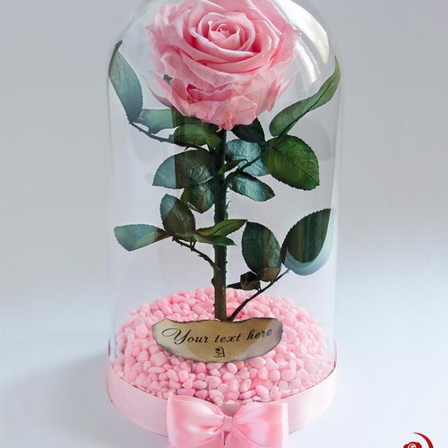 Pink natural eternal rose in large glass dome new