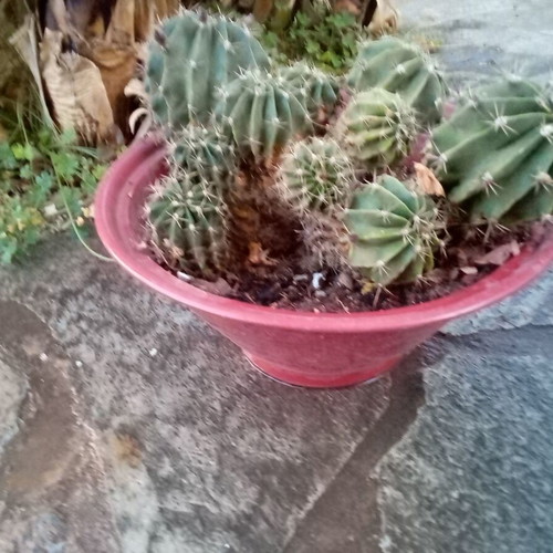 Flowerpot with cacti used