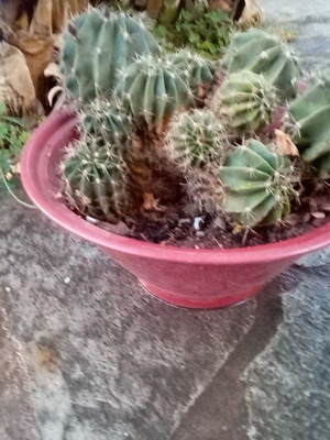 Flowerpot with cacti used