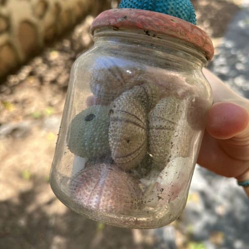 Seashells used collection