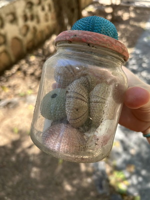 Seashells used collection