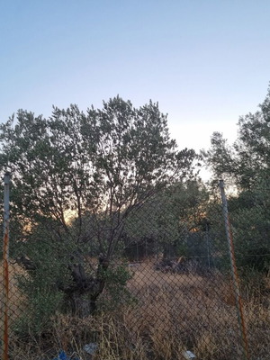 Αγροτεμάχιο Μπαθαρίστρα Κορινθίας 2.000 τ.μ. με ελαιόφυτα και κατοικία