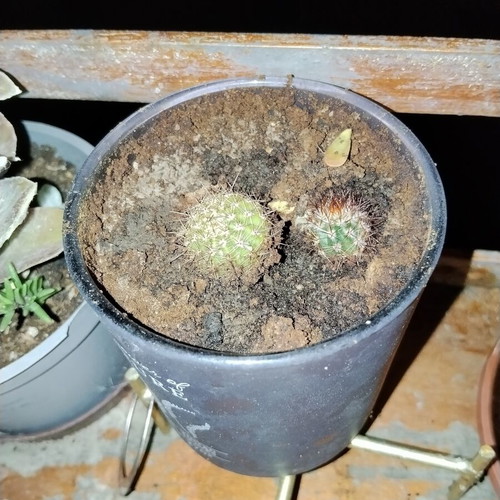 Echinopsis small spherical cactus set of two with dense spines in decorative pot