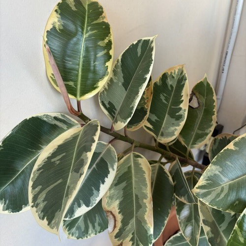 Variegated Rubber Plant Ficus elastica like new in terracotta pot