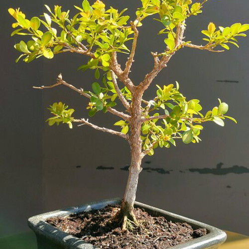 BONSAI  buxus