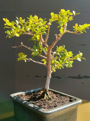 BONSAI  buxus