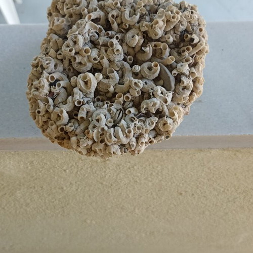 Large Collector's Marine Rock Rapiali 3+ Kg with Ficopomatus Colony