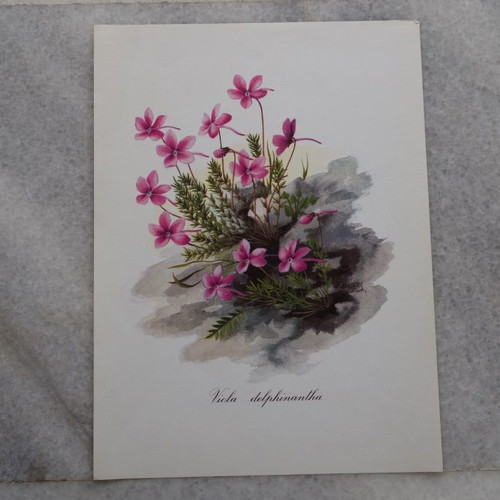 Set of 4 used watercolor reproductions with wildflowers
