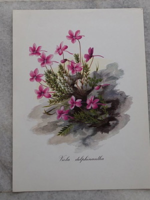 Set of 4 used watercolor reproductions with wildflowers