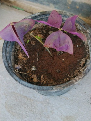Oxalis triangularis φυτό εσωτερικού χώρου μωβ τριφύλλι