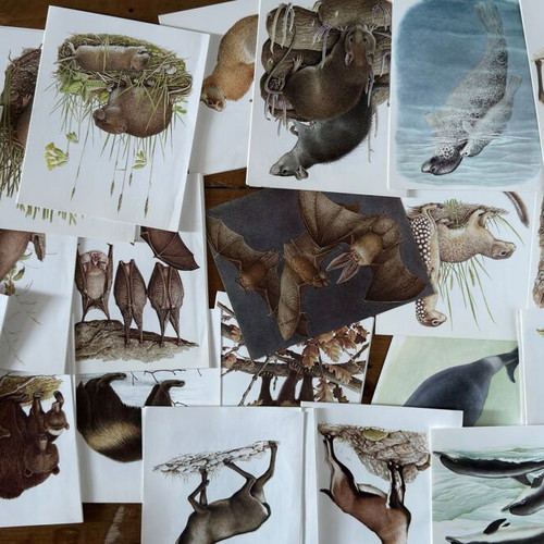 Artis Historia Vintage Mammals Illustration Lot, 120 Prints, 1971
