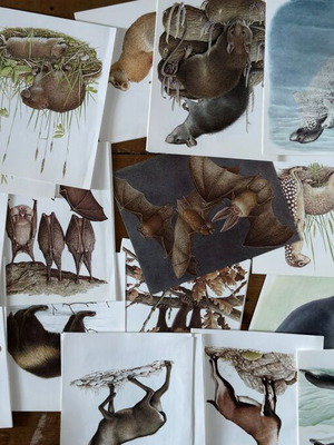 Artis Historia Vintage Mammals Illustration Lot, 120 Prints, 1971