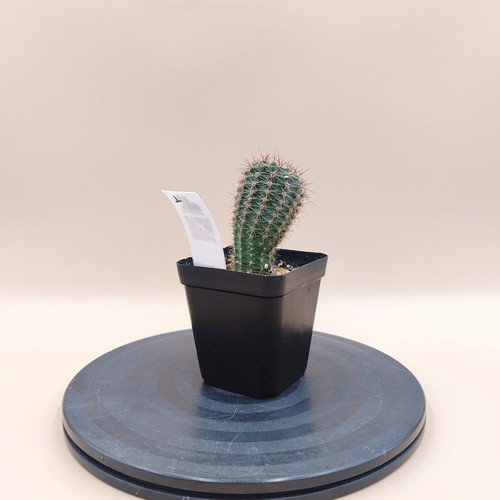Echinopsis cactus in plastic pot, new, set of 5 mini plants