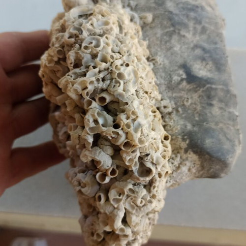 Large Collector's Marine Rock Rapiali 3+ Kg with Ficopomatus Colony
