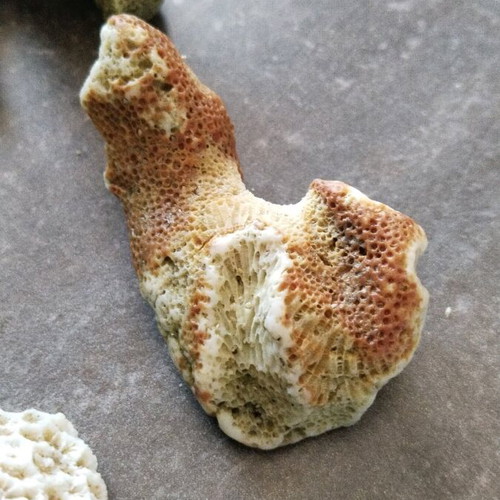 Rare rocks used, pack of 7 pieces, coral from Sri Lanka