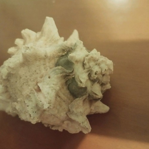Shell 13cm used with pink beige gray colors