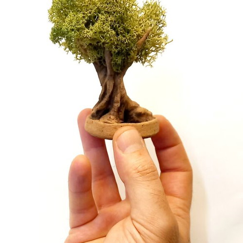 Mini Olive Bonsai Tree Handmade Ceramic Clay with Preserved Moss