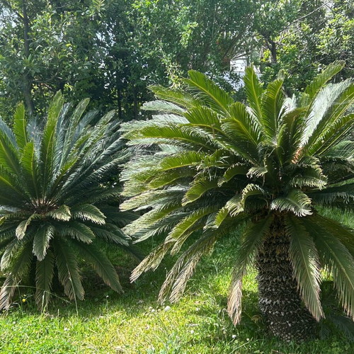 Cycas Revoluta plants new, 20 years old, exotic garden greenery