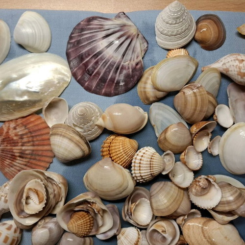 Shell collection like new