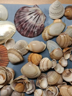Shell collection like new
