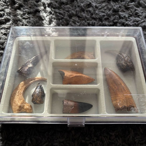 Dinosaur Fossil Replicas Collection like new, 20pcs with display