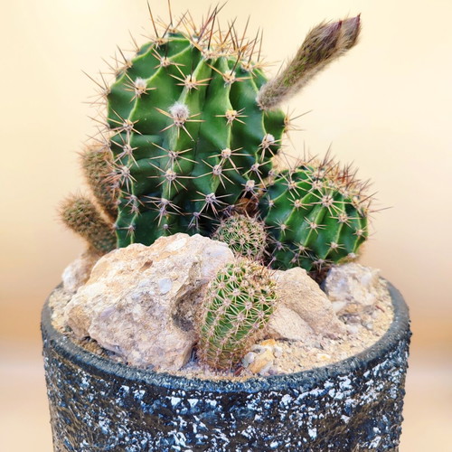 Echinopsis arrangement in ceramic pot new