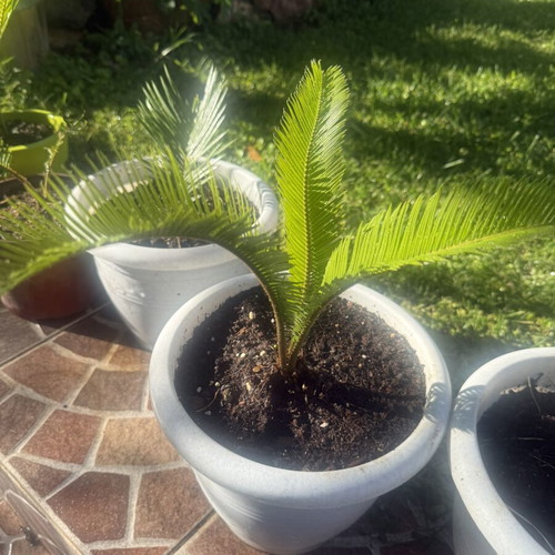 Cycas newborn plant in excellent condition