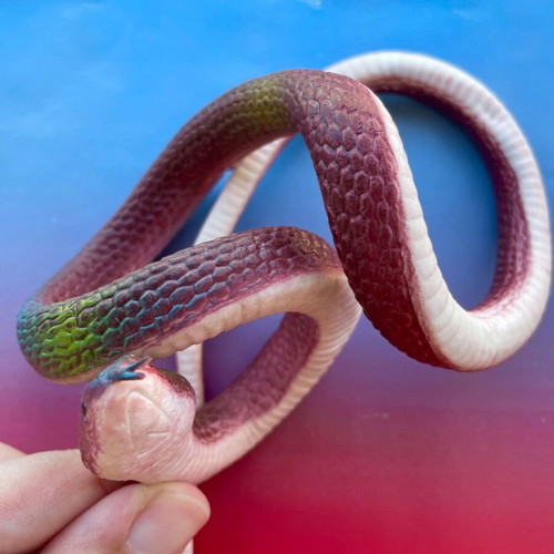 Rubber prank snake toy new