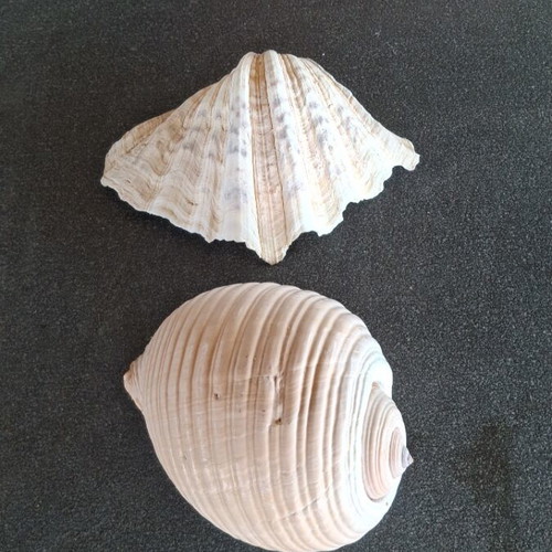 Natural seashells like new, 24 cm length