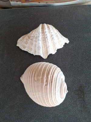 Natural seashells like new, 24 cm length