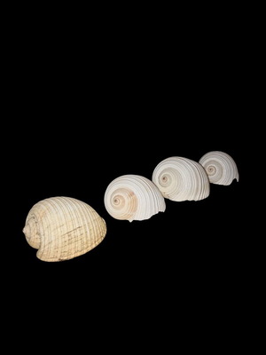 Decorative seashells like new, pack of 4 pieces