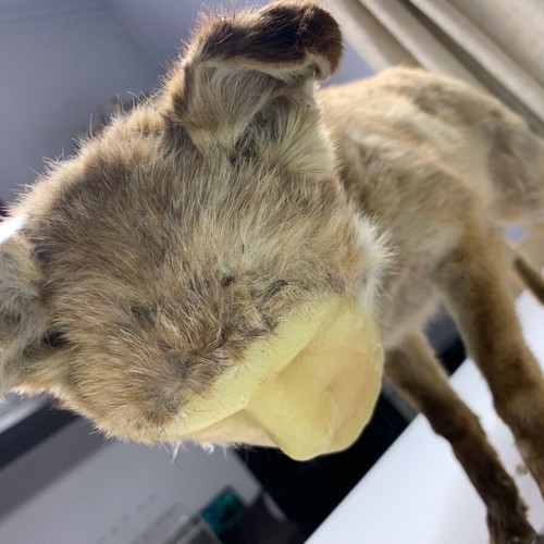 Vintage fox with wax human face used