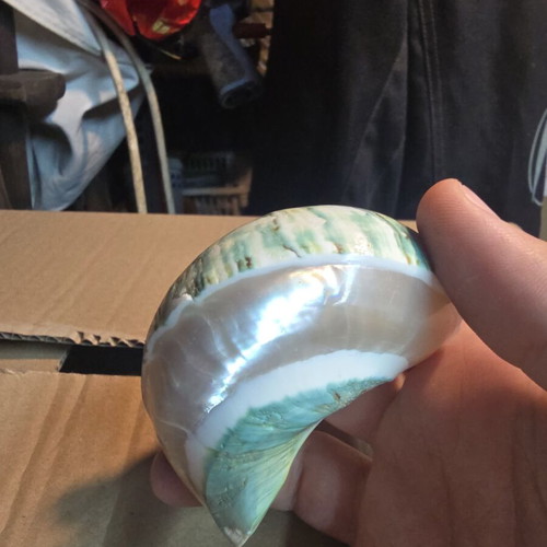 Turbo Marmoratus (Green Turban) polished seashell, 7.5cm