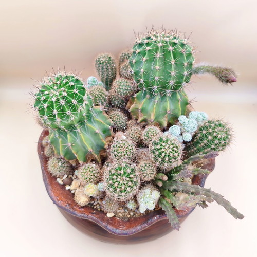 Cactus arrangement in ceramic pot new
