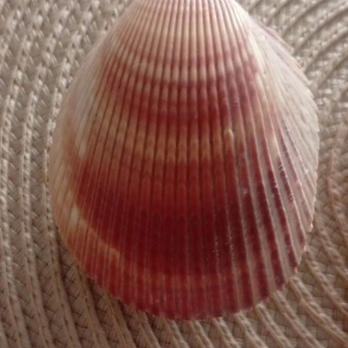 Set of 3 closed shells Spondylus, Cowrie and Scallop like new