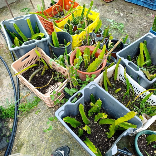 Dragon fruit rooted plants new